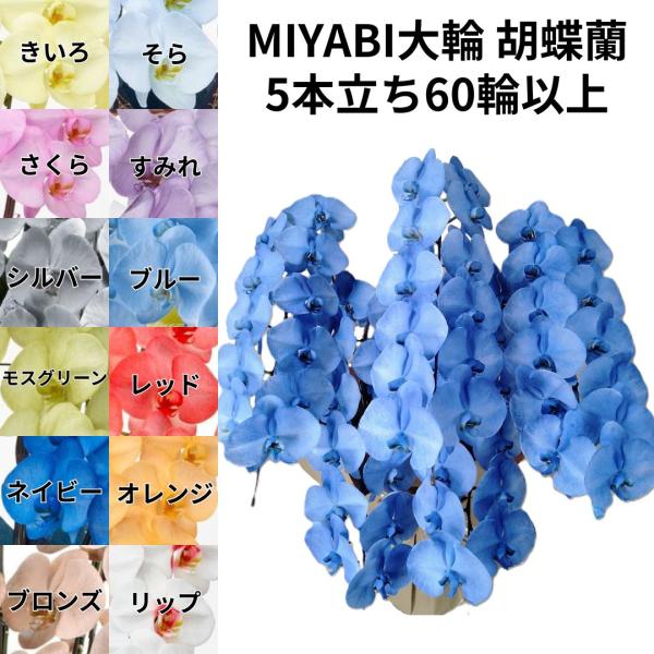 12色展開の豪華な胡蝶蘭5本立ち60輪以上