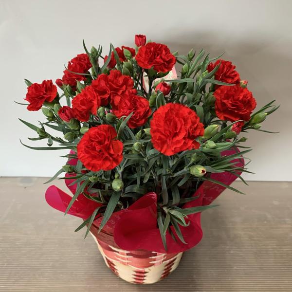 [Release date: April 28, 2026]母の日の心を込めた贈り物をお届け♪お母さんも大好き！母の日におすすめのカーネーションでお母さんを笑顔にしませんか？定番のカーネーション５号鉢をバスケットに入れてお届けします。カーネ...