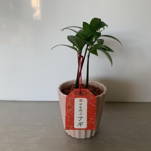 幸せを呼ぶナギ 梛 1鉢 室内 インテリアグリ ン セラミス 観葉植物 開業祝 開店祝 移転祝い お誕生日 各種ギフト お供えに Buyee Buyee Japanese Proxy Service Buy From Japan Bot Online