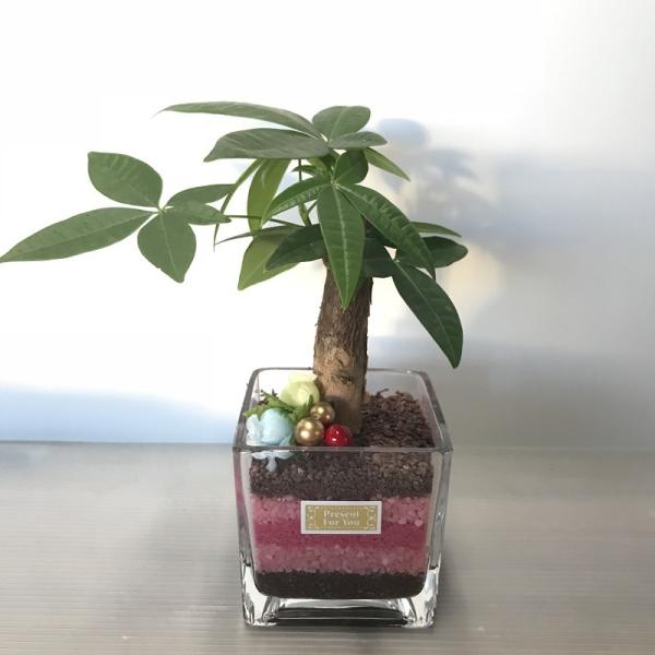 選べる観葉植物 ガラス鉢 カラーサンド植 インテリアグリーン 観葉植物 開業祝 開店祝 移転祝い お誕生日 各種ギフト お供えに Buyee Buyee Japanese Proxy Service Buy From Japan Bot Online