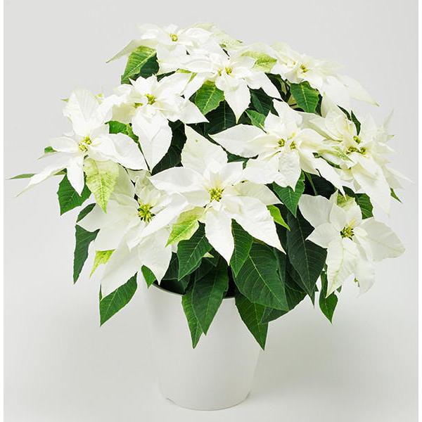 生花 ポインセチア 鉢植えの人気商品・通販・価格比較 - 価格.com 生花 ポインセチア 鉢植えの人気商品・通販・価格比較 - 価格.com