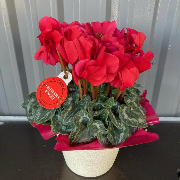 クリスマス 花 シクラメンの人気商品 通販 価格比較 価格 Com