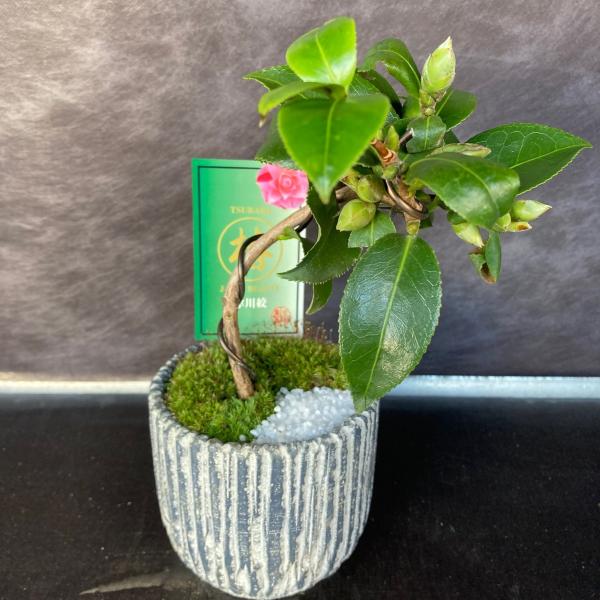 生花 ポインセチア 鉢植えの人気商品 通販 価格比較 価格 Com