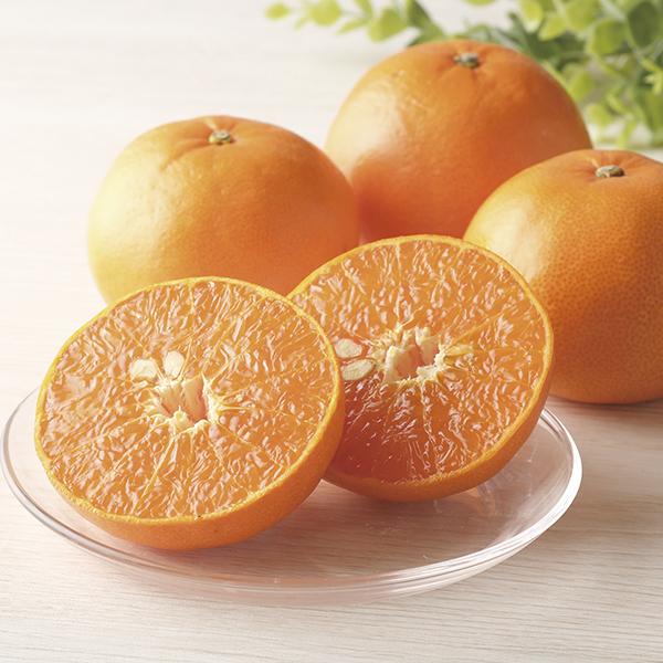 させぼ温州みかん「出島の華」 ND-S