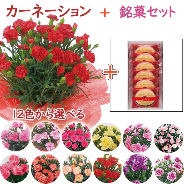 母の日 カーネーション鉢植え ユーハイム ディーマイスター シャイベン 6個入 Jps 10 2 丸広百貨店 ヤフー店 通販 Yahoo ショッピング