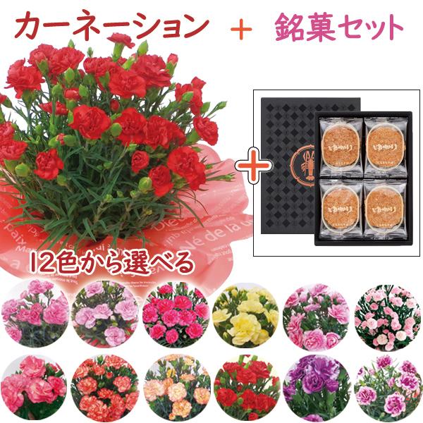 母の日 カーネーション鉢植え 坂角総本舗 ゆかり １２枚入 丸広オンラインショップ Paypayモール店 通販 Paypayモール