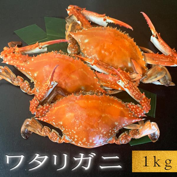 浜ゆで or 活〆 ワタリガニ オス 1kg 3〜5杯 大中サイズ オリジナル三杯酢付き 選べる配送方法 冷蔵 or 冷凍