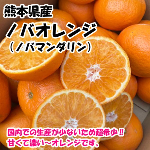熊本県産 ノバオレンジ 2キロ 新しい 国産 オレンジ ノバマンダリン