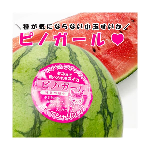 [Release date: May 11, 2026]「九州産　訳あり　ピノガール　７キロ　お得に美味しい小玉すいか ご家庭用 　贈答用不可」可愛らしい食べきりサイズの西瓜です。マイクロシードで種独特のえぐみがほとんどなく、大玉すいかの4...