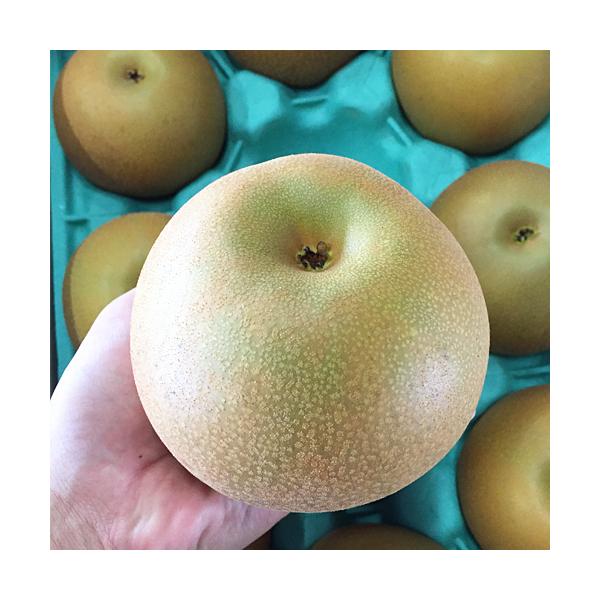 梨　１０キロ前後　２０〜３２玉　熊本産　旬の品種をお届けいたします　夏季はクール便使用