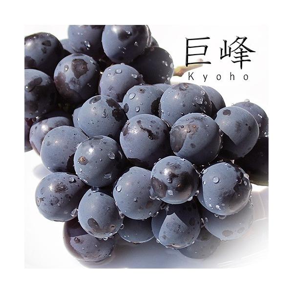 種無し巨峰　8パック入り　葡萄　ぶどう　秀品　九州産