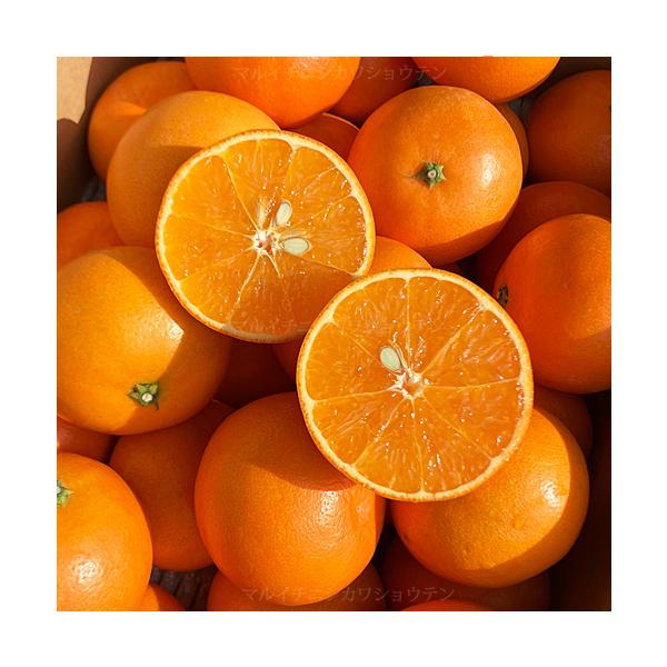 訳あり 熊本EC12 2キロ前後 待望の柑橘 熊本産 柑橘 ご自宅