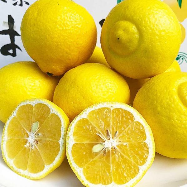 食品 【ꕤ435】はるか『ご家庭用』熊本みかん（20kg）
