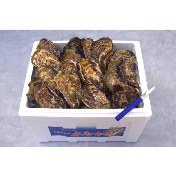 [Release date: November 28, 2025]※生牡蠣の用途の【生食用】、【加熱調理用】のについてはお知らせの欄をご確認ください。※殻付き牡蠣は重量で箱詰めいたしますので、個数はおおよその数を表示しております。1キロ当た...