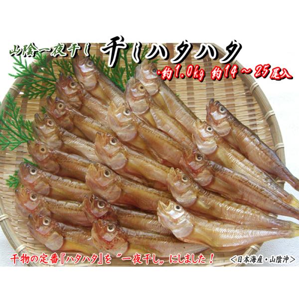 一夜干しハタハタ約1.0kg　約14〜25尾＜日本海産・山陰沖＞［冷凍便］※変色・品質を保つ為に到着後は冷凍保存してください。※召し上がりの際は半解凍ぐらいの状態で中火〜弱火でじっくり焼くのがコツです。