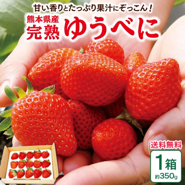 送料無料 熊本 ゆうべに 1箱 約350g(15粒) 熊紅 苺 いちご イチゴ 産地直送 お取り寄せ 甘い ギフト 高級  果物 贈答 ギフト クール便 まるかじり九州