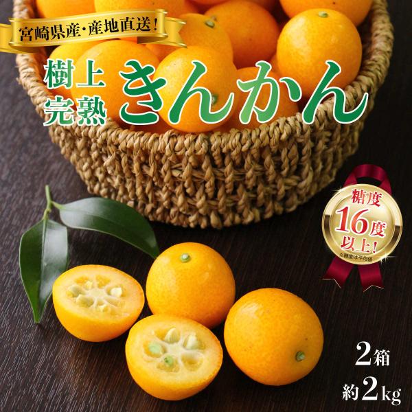 まるかじり九州 きんかん 金柑 宮崎 送料無料 2箱セット 1箱あたり2L