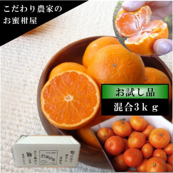 みかん 完熟 貯蔵 熟成 中生 高糖度 甘い 送料無料 家庭用 高級 農家直送 新鮮 濃厚 (526-3k) 石甘太 茶箱 サイズ混合 お試し品 約3kg入