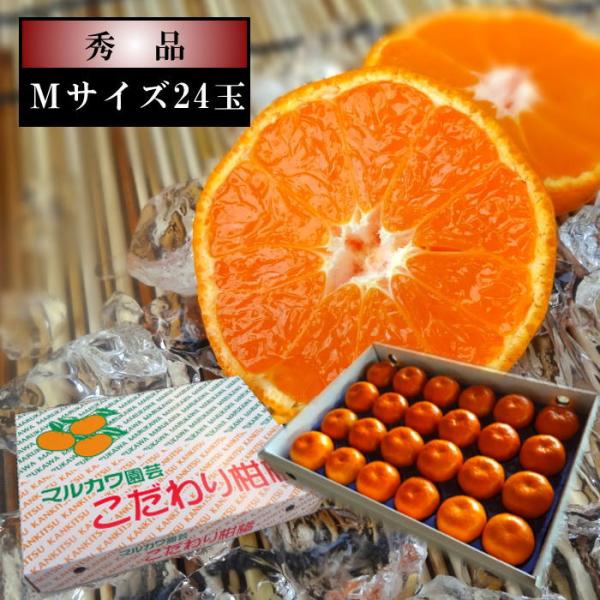 ハウスみかん 温室みかん お中元 甘い 送料無料 ギフト 高級 贈答 農家直送 新鮮 濃厚 (12) 蜜ツ星 みつぼし 白の化粧箱 Ｍサイズ 秀品 ２４玉