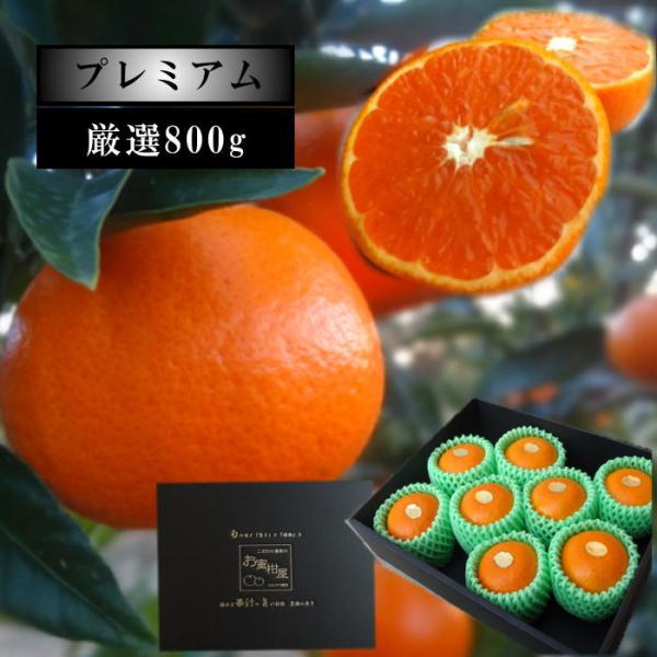 みかん 完熟 津之望 貯蔵 中晩柑 高糖度 甘い 送料無料 家庭用 高級 農家直送 新鮮 濃厚 (337) 蜜之望 黒の化粧箱(小) サイズおまかせ 厳選 プレミアム 約800g入