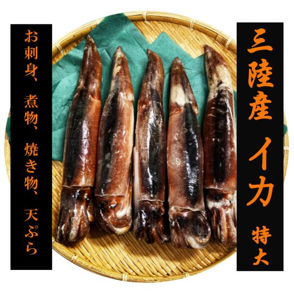 イカ好きも納得！三陸するめいか 特大5尾 約2kg : うまさ直送