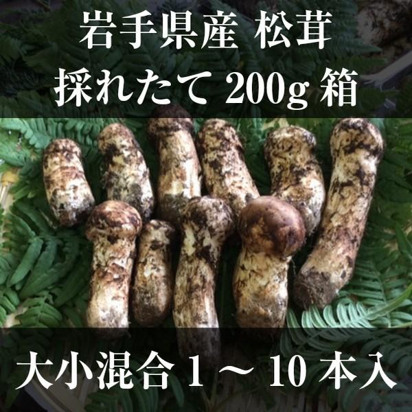 予約販売 岩手産 松茸200g(1〜10本）大小お任せ 時期により大きさが