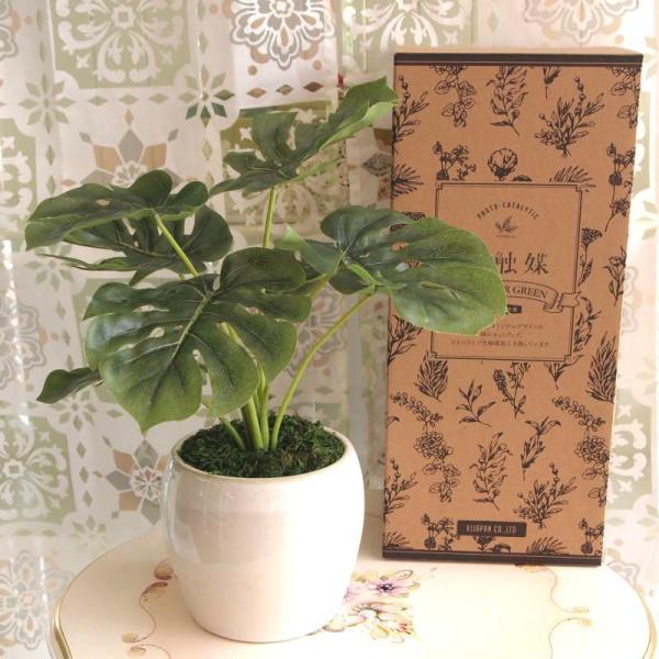 光触媒インテリアグリーン　モンステラ KM