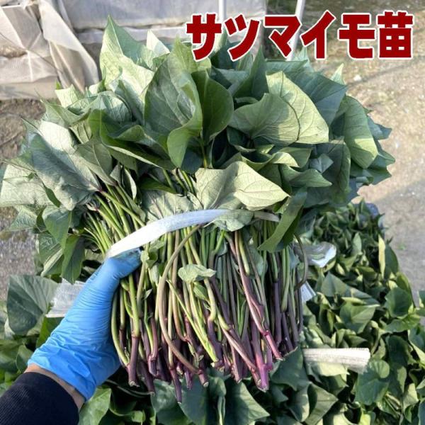 送料無料 さつまいも苗 １０本 紅はるか 埼玉から発送 べにはるか 切苗