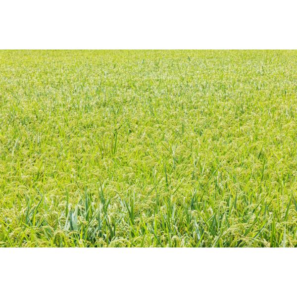 あきたこまち玄米30kg】新米 令和7年度 埼玉県産 あきたこまち 玄米