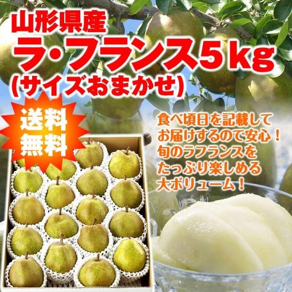 Mtg EtX  m R`Y 5kgiTCY܂jtX