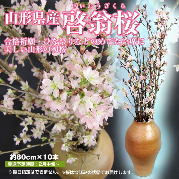 【前払い不可】啓翁桜 送料無料 山形県産 10本 (80ｃｍ) 冬の桜