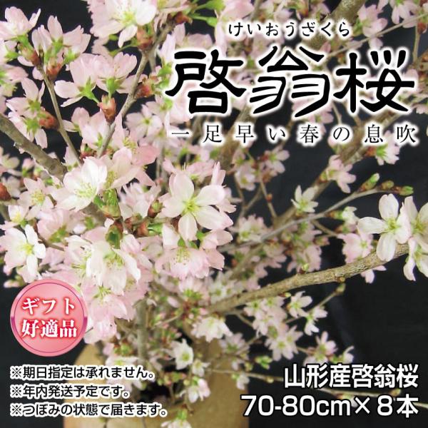 yzፑR`ꑫt̖K͂܂I R`Y [  8{  70-80cm  ~̍