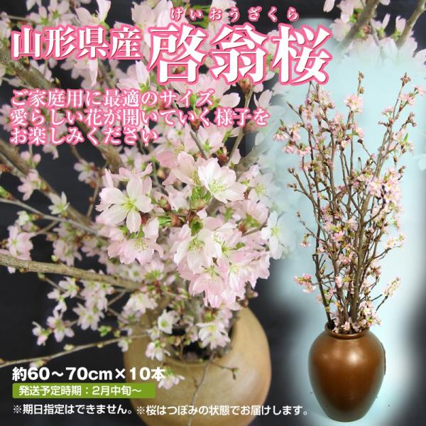 【前払い不可】啓翁桜 送料無料 山形県産 10本 (60-70cm) ご家庭用 冬の桜