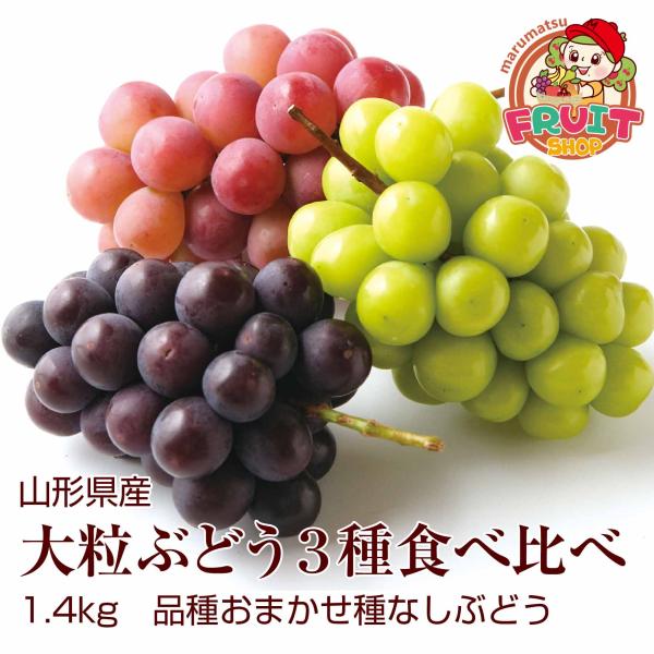３種類の大粒ぶどうが一度に食べられる！ギフト ぶどう 【限定50箱】山形県産大粒ぶどう３種食べ比べ（1.4kg） 葡萄 種なし・品種おまかせ