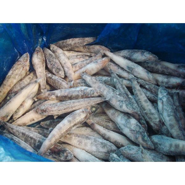 [Release date: October 25, 2025]緑色の大きな目が印象的なメヒカリ(標準和名：アオメエソ)は、底曳き網漁で獲れる深海魚の一種です。旨みのある脂ののった白身が魅力で、身も骨もやわらかく、美味しくて食べやすい魚です...