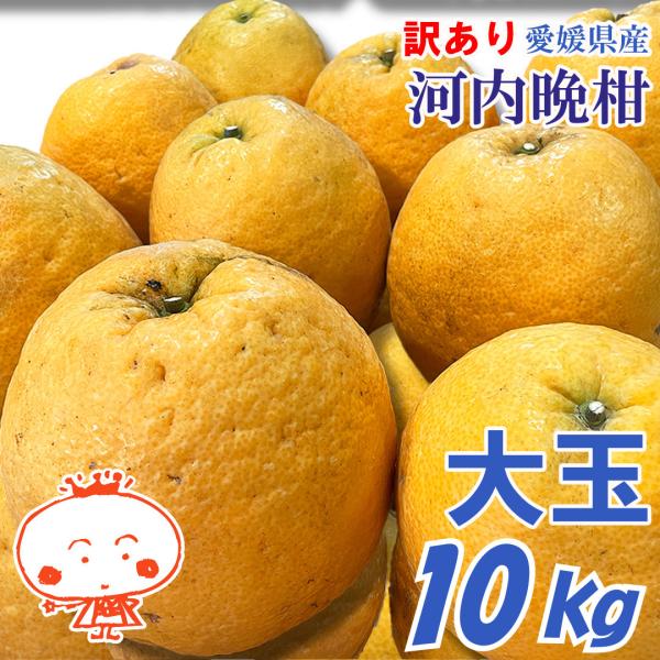 訳あり 食べ応え抜群！ 河内晩柑 大玉 10kg かわちばんかん、み