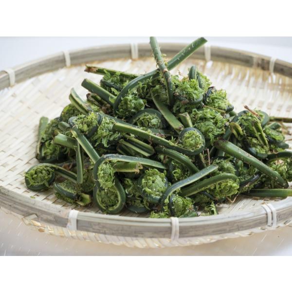 山菜 こごみ こごめ 1kg 天然 新潟県 妙高市産 朝採り 産地直送 山菜 こごみ こごめ 1kg 天然 新潟県 妙高市産 朝採り 産地直送