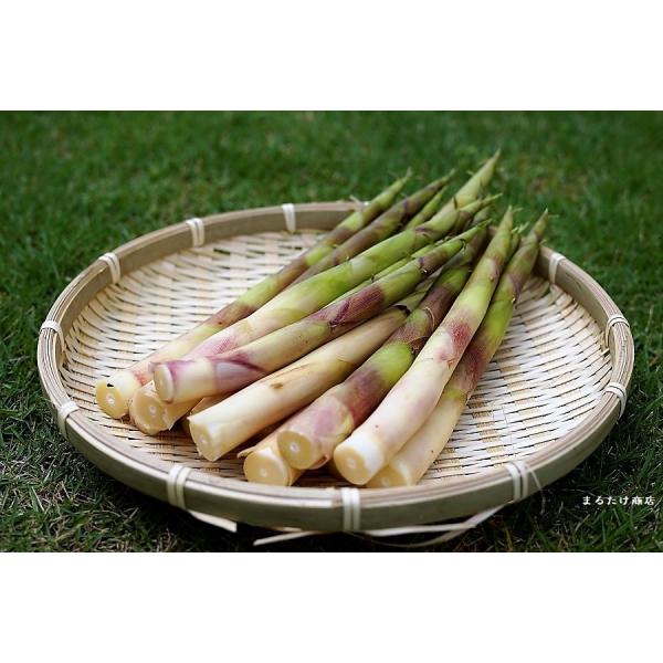 marutakesyouten_nema-500 marutakesyouten_nema-500