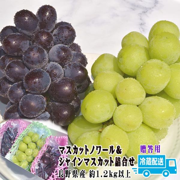 マスカットノワール2房＆シャインマスカット1房 詰合せ 約1.2kg以上 贈答向け 冷蔵便配送 ギフト ぶどう 長野県産 爆買