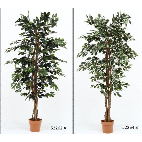 不二貿易 観葉植物 フィカス 1124 A B : まるっとマーケット