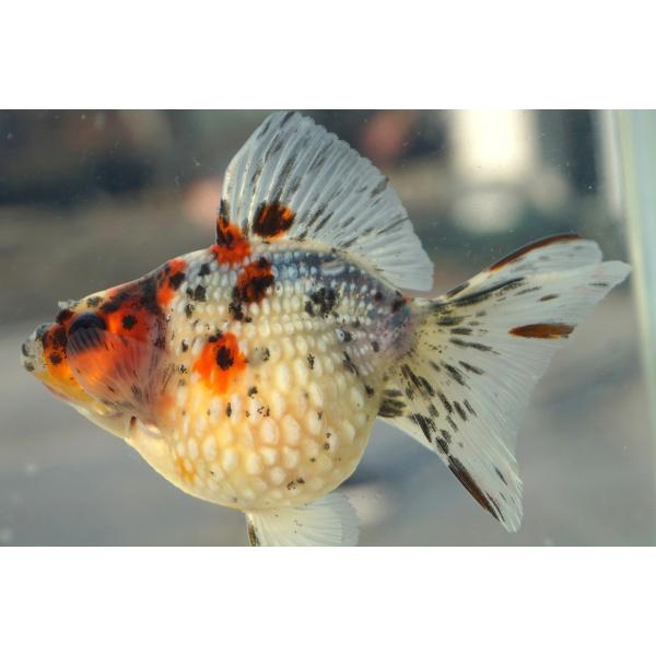 金魚　パール　キャリコ柄　一点物（全長約10cm　中国産）