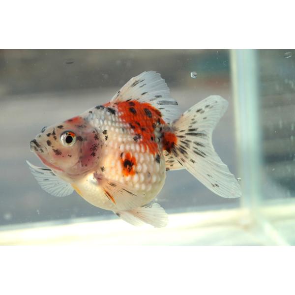 金魚　パール　キャリコ柄　一点物（全長約9cm　中国産）