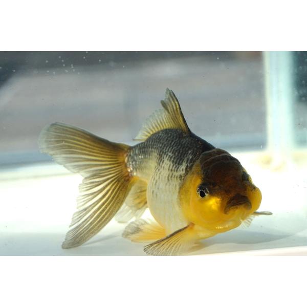 金魚　羽衣オランダ　一点物（全長約11cm）中国産　オス