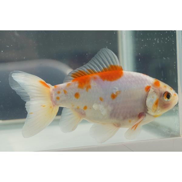 国産金魚　桜ロクリン　二才　一点物（全長約12cm）弥冨産　オス