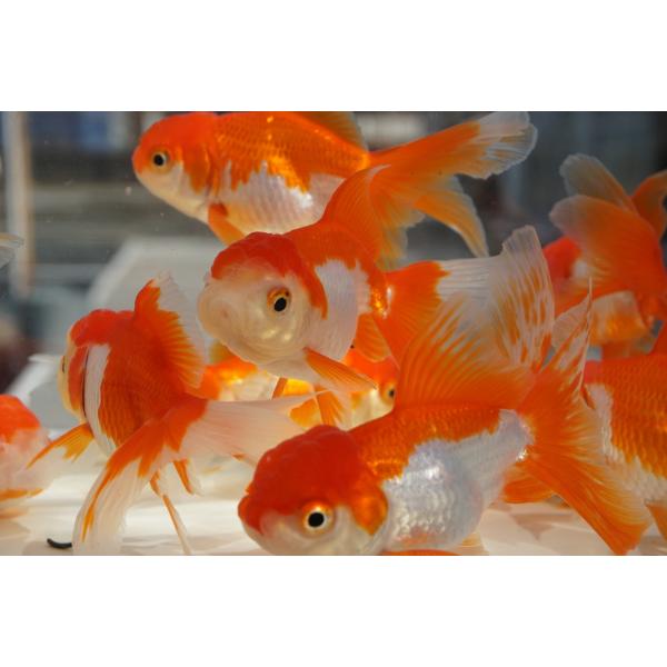 飯田産　棚田氏の二才サラサオランダです。頭部の肉瘤もあり、胴体と尾のバランスもいいです。顔つきも良く際立つ白色に赤系が乗っていい配色です。今後の変化も期待できます。上からも横からも見ごたえあります。選りなしです。サイズ：全長約11cm産地：...