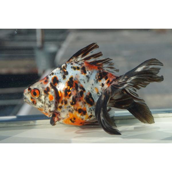 国産金魚　キャリコ琉金　三才　一点物（全長約14cm　国産）メス