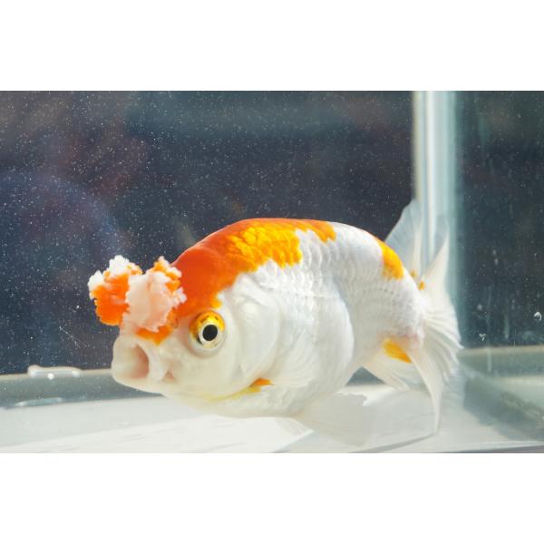 国産　金魚　花房　三才　一点物（全長約13cm）弥冨産　メス
