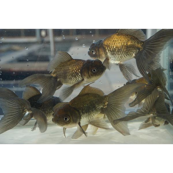 国産 金魚 ブラックドラゴン 二才 一点物（全長約9-10cm) 自社産 選り 
