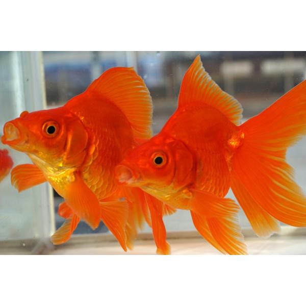 飯田産の三才琉金です。形もよく今後も楽しみな金魚です。徐々に赤色も深まり色の変化も楽しめます。選りなしです。サイズ：全長約13cm産地　：飯田市　棚田氏　作・日曜日、月曜日の到着のご指定はできません。・気温と水温も上がってきており、できる限...