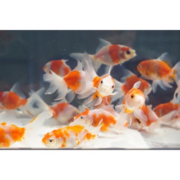 国産金魚　桜東錦　2匹セット　（全長約7cm）弥冨産　選りなし